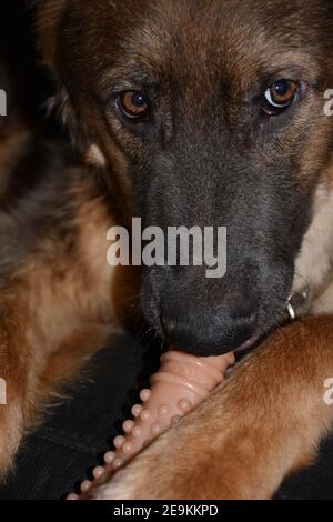 Junger Deutscher Schäferhund (Elsässer) spielt mit einem Nylabone Hund Spielzeug Stockfoto