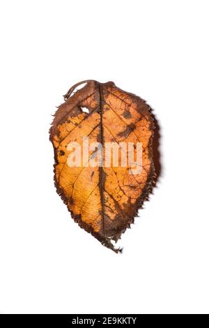 Gefallener gelber und brauner Sakura-Kirschbaum (Prunus serrulata) auf weißem Grund. Stockfoto