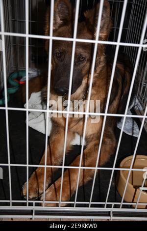 Deutscher Schäferhund (Elsässer), der in seiner Kiste liegt Stockfoto