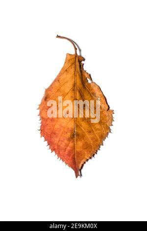 Gefallenes gelb-braunes Kirschbaumblatt auf weißem Hintergrund. Stockfoto