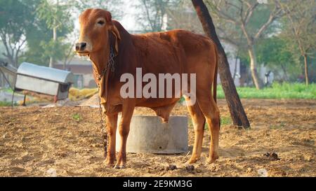 Unschuldige Sahiwal Arten von Stier Nahaufnahme. Sahiwal Arten von Stier verwendet, um im Feld zu Pflanzen. Es ist der uralte Prozess der Aussaat in Indien. Stockfoto