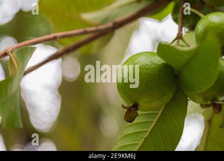 Kleine grüne Guavas umgeben von grünen Blättern Stockfoto