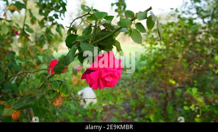 Duftende Korallenrose mit grünen Blättern, die im Garten blühen. Schöne blühende zarte Rosen mit grünlichem Hintergrund. Stockfoto