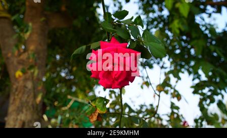 Leuchtend rote Rose wächst in der Wintersaison. Zeichen der Liebe Blume blüht im Garten. Valentinstagsangebot. Stockfoto