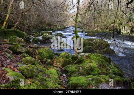 Der Ogwen-Fluss hat seine Hauptquelle im Ogwen-See in Snowdonia, wird aber hier gesehen, wie er durch ein bewaldetes Tal in seinen unteren Ausläufen geht. Stockfoto