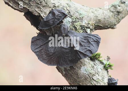 Exidia glandulosa, bekannt als Schwarze Hexenbutter oder Gelee-Tropfen, wilder Pilz aus Finnland Stockfoto