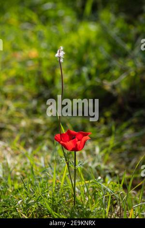 Rote Mohn Anemone coronaria Blume auf verschwommenem grünen Hintergrund close-up Stockfoto