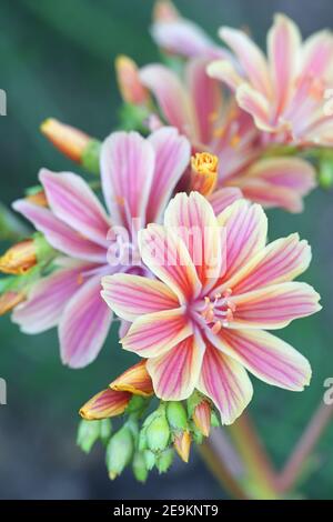 Lewisia cotyledon, allgemein bekannt als Siskiyou lewisia und Cliff Maids, eine immergrüne mehrjährige Gartenpflanze Stockfoto