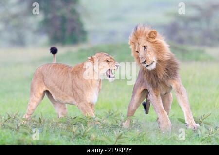 Löwin (Panthera leo) kämpft mit männlichen Löwen auf Savanne, Masai Mara National Reserve, Kenia. Stockfoto