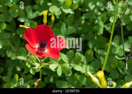 Rote Mohn Anemone coronaria Blume auf verschwommenem grünen Hintergrund close-up Stockfoto