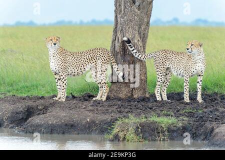 Gepard (Acinonyx jubatus) Brüder stehen in der Nähe von Baum am Flussufer, Masai Mara National Reserve, Kenia, Afrika Stockfoto