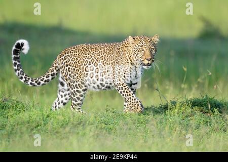 Leopard (Panthera pardus), der im Gras läuft und die Kamera betrachtet, Masai Mara National Reserve, Kenia, Afrika Stockfoto