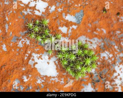 Orthotrichum rupestre, bekannt als Gesteinsborsten-Moos, und Orangenalge namens Trentepohlia aurea, die auf der Felsoberfläche in Finnland wächst Stockfoto