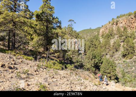 Spaziergang durch einen Pinienwald in einem barranco in Las Vegas, Granadilla de Abona, Teneriffa, Kanarische Inseln, Spanien Stockfoto