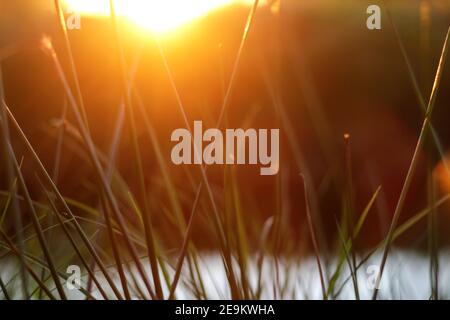 Frische orange Sommer Hintergrund. Dünnes Schilfgras bei Sonnenuntergang. Feine Grashalme mit Glanz. Nahaufnahme, Hintergrundbilder, Kopierbereich, Postkarte. Selektiv Stockfoto