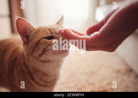 Frau füttert Ingwerkatze, Katze isst von weiblichen Händen. Füttern der Katze mit leckerem Katzenfutter Stockfoto