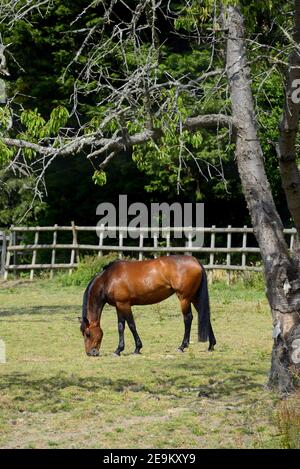 Chestnut Horse Weiden auf einem Feld, Kent, England Stockfoto