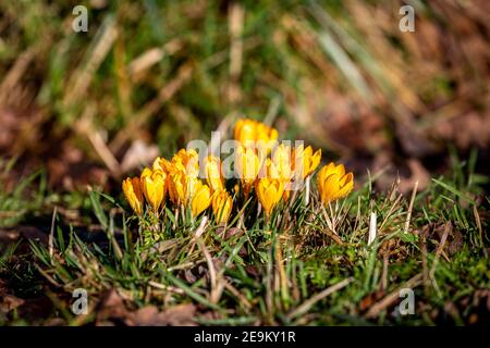 Gelbe Krokus blühen im Februar Sonnenschein Stockfoto