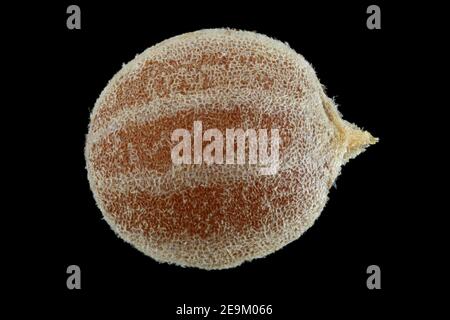 Coriandrum sativum, Koriander, Koriander, Nahaufnahme, Samen, Durchmesser 3 mm Stockfoto