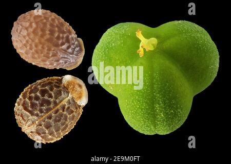 Euphorbia helioscopia, Sonnenspurge, Sonnenwend-Wolfsmilch, Nahaufnahme, Früchte und Samen, Samen mit elaiosom, Samen 2 mm lang Stockfoto