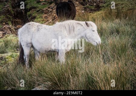 Ikonische wilde Bodmin Ponys grasen auf Bodmin Moor in Cornwall. Stockfoto