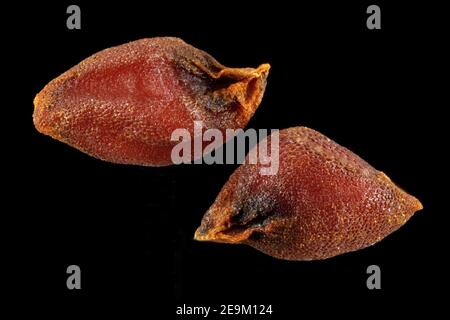 Hesperis matronalis, Dame’s Rocket, Gemeine Nachtviole, close up, Samen, 2-3 mm lang Stockfoto