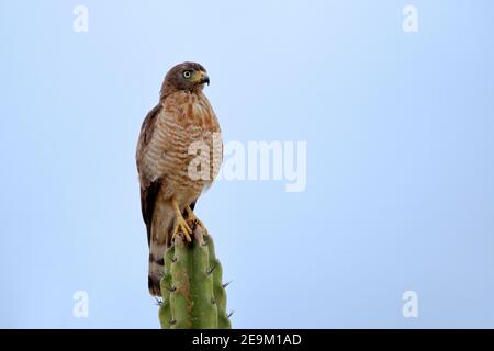 Roadside Hawk (Rupornis magnirostris) Auf einem Kaktus unter blauem Himmel thront Stockfoto