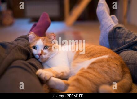 Niedliche Katze liegt zwischen Mann und Frau Beine. Stockfoto