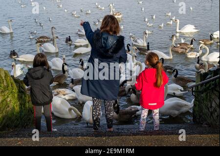 Windsor, Berkshire, Großbritannien. 5th. Februar 2021. Eine Familie füttert Schwäne und Gänse von Stufen entlang der Themse, während der Fußweg überflutet wird. Auf der Themse auf der Strecke Windsor & Eton in Berkshire bleibt ein Hochwasser-Warnhinweis nach einer Ansammlung von Starkregen in den letzten Tagen. Die Flutlinderung des Jubliee-Flusses ist in Betrieb und nimmt überschüssiges Flutwasser aus der Themse auf und schützt Häuser vor Überschwemmungen. Quelle: Maureen McLean/Alamy Live News Stockfoto