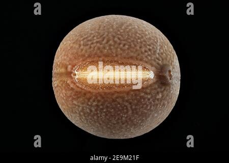 Lathyrus odoratus, Sweet Pea, Duftende Platterbse, Nahaufnahme, Samen, Durchmesser 4-5 mm Stockfoto