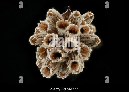 Lavandula angustifolia, echter Lavendel, echter Lavendel, Nahaufnahme, Calyces mit Samen (Nusskerne) innen Stockfoto