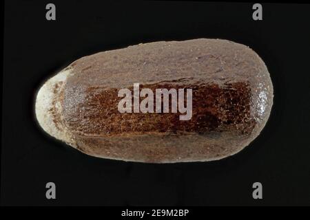 Lavandula angustifolia, echter Lavendel, echter Lavendel, Nahaufnahme, Samen (Nussbaum), 2 mm lang Stockfoto