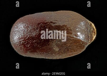 Lavandula angustifolia, echter Lavendel, echter Lavendel, Nahaufnahme, Samen (Nussbaum), 2 mm lang Stockfoto