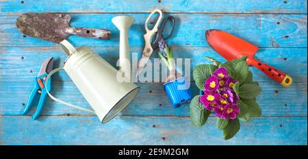 Gartenarbeit im Frühling, junge primula und Hyazinthe Blumen mit Gartengeräten, gute Kopiefläche Stockfoto