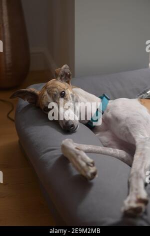 Adoptiert Haustier Windhund Posen und schaut auf die Kamera, wie sie auf ihrem Bett liegt. Auffällige große braune Augen leuchten in der Lampe. Moderne Inneneinrichtung des Hauses. Stockfoto