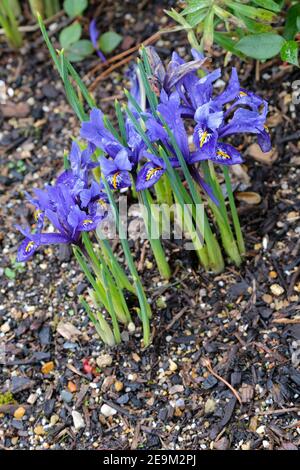 Iris Harmony“. Reticulata Iris. Iris reticulata 'Harmonie'. Blaue Blüten im frühen Frühjahr Stockfoto