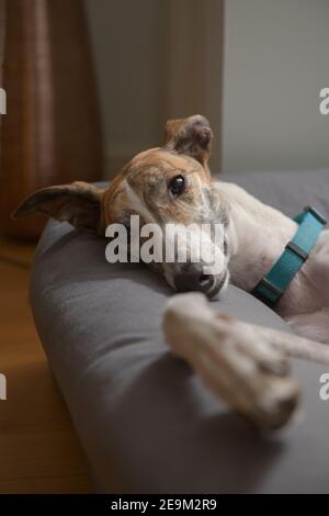 Nahaufnahme Vertikal Porträt eines niedlichen und liebenswert Haustier Windhund im Bett. Auffallend brindle Pelzmuster und ein moderner inländischer Hintergrund mit einer Vase Stockfoto