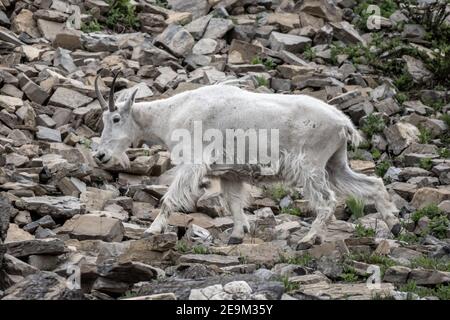 Schmuddelige Berggoat Spaziergänge auf Felsen in der Nähe von Logan Pass Stockfoto