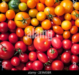 Hintergrund von vielen verschiedenen Sorten von Tomaten in verschiedenen Farben Von oben fotografiert Stockfoto