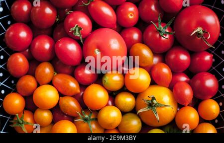 Hintergrund von vielen verschiedenen Sorten von Tomaten in verschiedenen Farben Von oben fotografiert Stockfoto