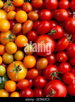 Hintergrund von vielen verschiedenen Sorten von Tomaten in verschiedenen Farben Von oben fotografiert Stockfoto