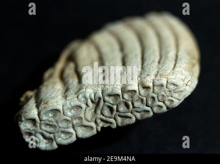 Die teilweise entwickelte Knospe eines Elefanten Molars, der noch nicht ausgebrochen ist. Die Platten des Dentins sind deutlich sichtbar, aber das Zementine noch nicht Stockfoto