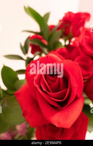 Rote Rosen blühen Stockfoto