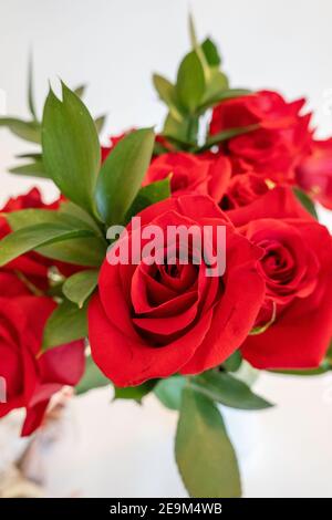 Rote Rosen blühen Stockfoto