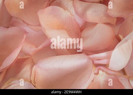 Nahaufnahme von frischen rosa Rosenblättern Stockfoto