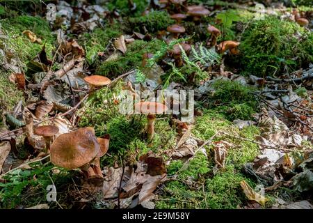 Suillus grevillei (gemeinhin als Grevilles bolete und Lärche bolete bekannt) ist ein Mykorrhiza Pilz mit einem engen, brillant gefärbten Kappe, glänzend und wir Stockfoto