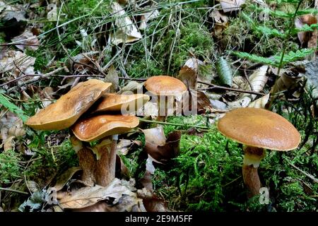 Suillus grevillei (gemeinhin als Grevilles bolete und Lärche bolete bekannt) ist ein Mykorrhiza Pilz mit einem engen, brillant gefärbten Kappe, glänzend und wir Stockfoto