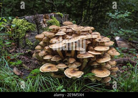 Armillaria mellea, allgemein bekannt als Honigpilz, ist ein Basidiomycete-Pilz der Gattung Armillaria. , ein fesselnde Foto Stockfoto