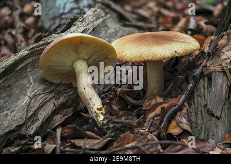 Tricholomopsis rutilans, bekannt durch den ungewöhnlichen, aber passenden gemeinsamen Namen von Pflaumen und Kustard oder, weniger häufig Rothaarige Agarie, ist eine Art von geflügeltem Mus Stockfoto