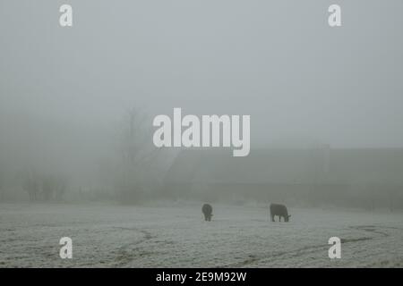 Zwei dunkle Kühe grasen auf der mit Raureif bedeckten Weide in der Nähe Die Scheune während des eisigen nebligen Morgens Stockfoto